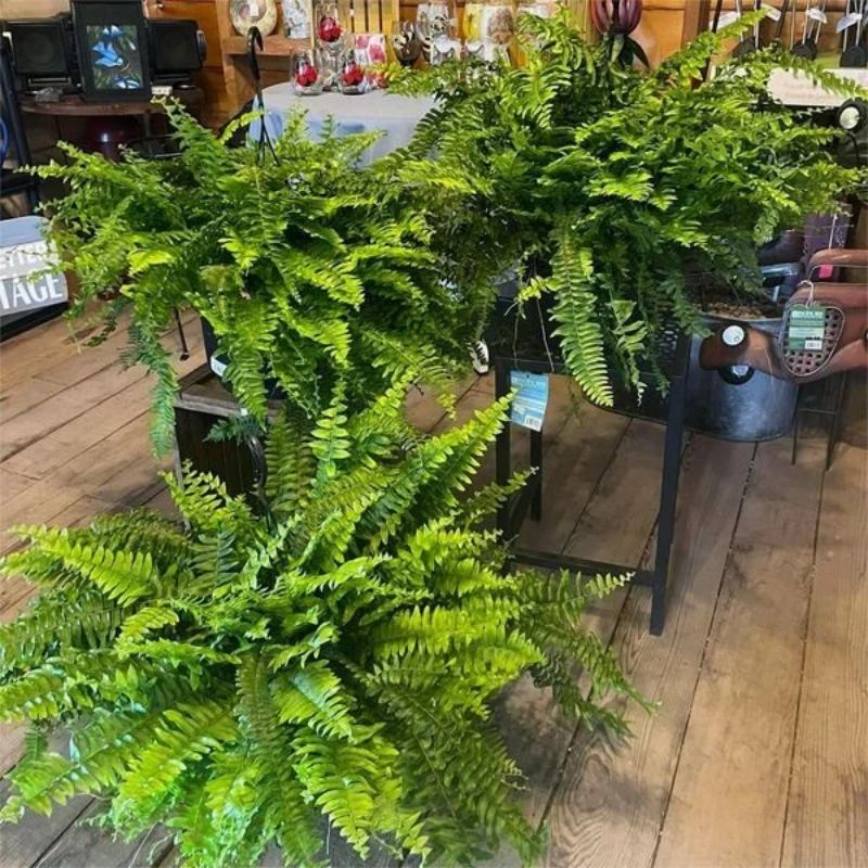 Merachic™ - UV Resistant Lifelike Artificial Boston Fern